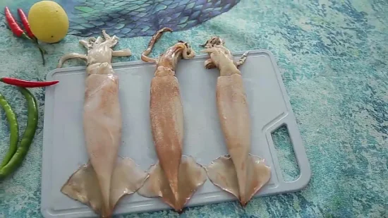 Taiwan Origin Unfixed Weight Illex Squids Frozen Whole Price Argentina Squid